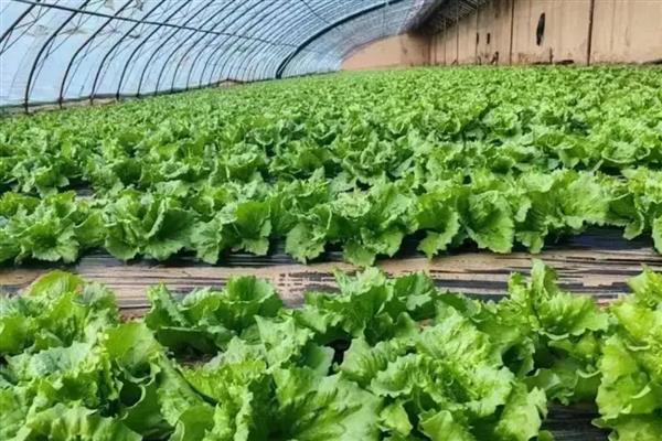 六七月份适合种哪些菜，适合种胡萝卜、番茄、白菜等