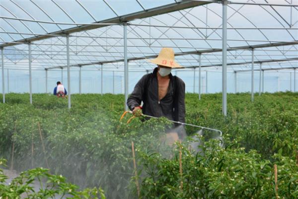 六七月份适合种哪些菜，适合种胡萝卜、番茄、白菜等