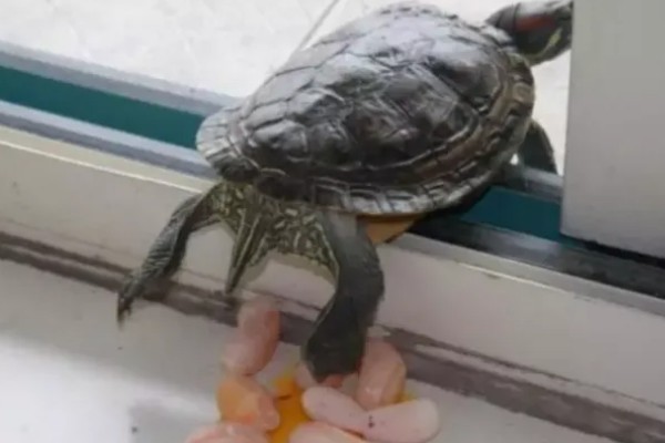 乌龟如何进行交配，公龟会爬在母龟背上