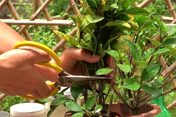 栀子花春季剪枝方法，将影响生长的黄叶全部剪除