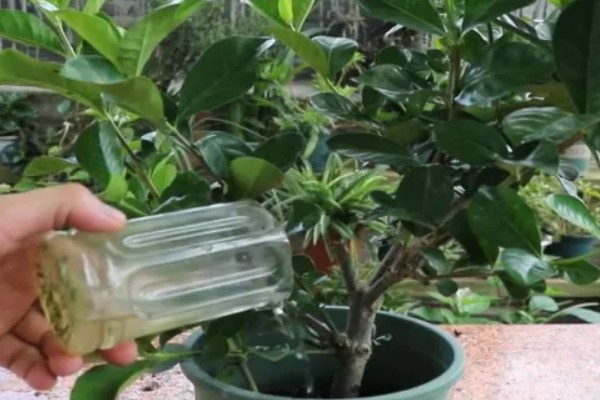 栀子花春季剪枝方法，将影响生长的黄叶全部剪除