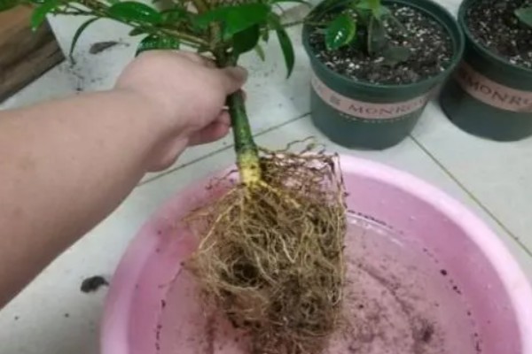 栀子花春季剪枝方法，将影响生长的黄叶全部剪除