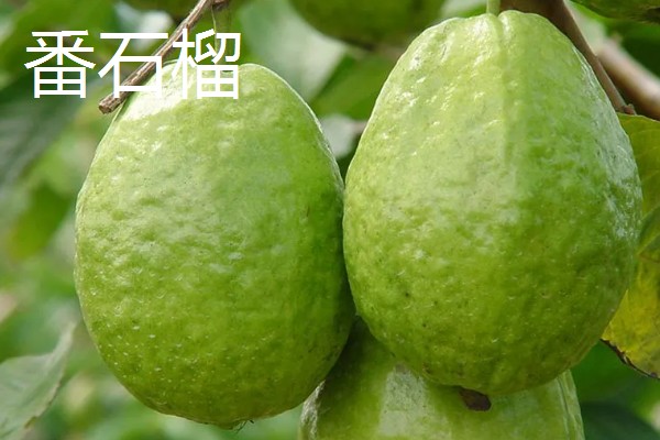 石榴有哪些常见的品种，常见的有突尼斯软籽石榴、青皮石榴等