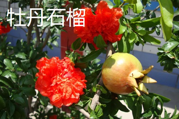 石榴有哪些常见的品种，常见的有突尼斯软籽石榴、青皮石榴等