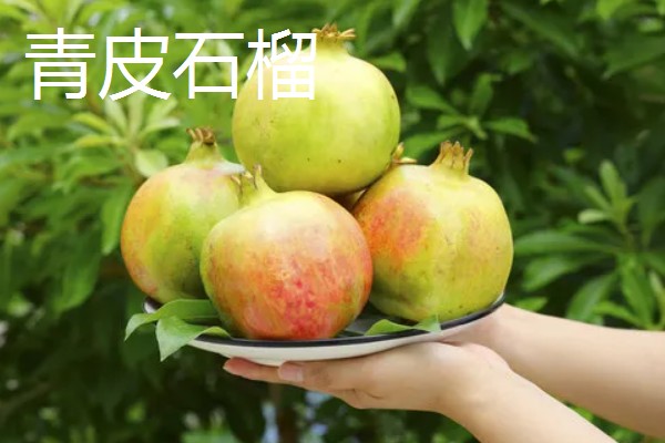 石榴有哪些常见的品种，常见的有突尼斯软籽石榴、青皮石榴等