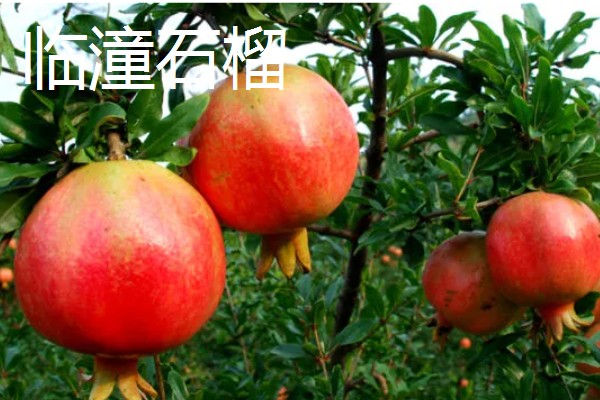 石榴有哪些常见的品种，常见的有突尼斯软籽石榴、青皮石榴等
