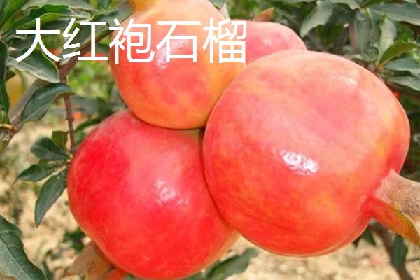 石榴有哪些常见的品种，常见的有突尼斯软籽石榴、青皮石榴等