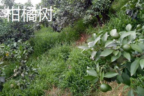 重庆可以种什么果树，可以种柑橘树、柚子树等