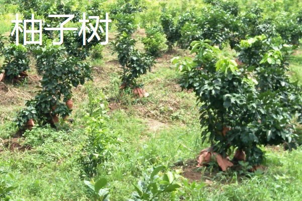 重庆可以种什么果树，可以种柑橘树、柚子树等