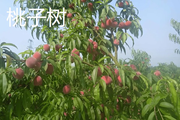 重庆可以种什么果树，可以种柑橘树、柚子树等