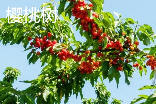 重庆可以种什么果树，可以种柑橘树、柚子树等