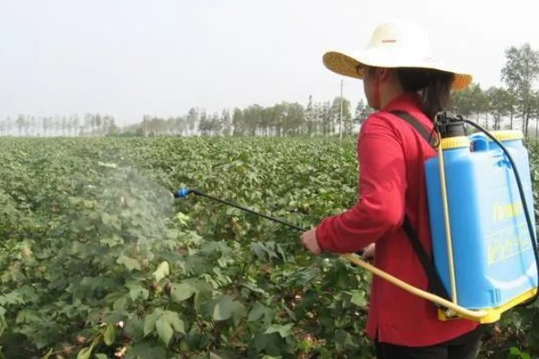 3月份适合种植什么蔬菜，适合种黄瓜、甜瓜、春四季豆等