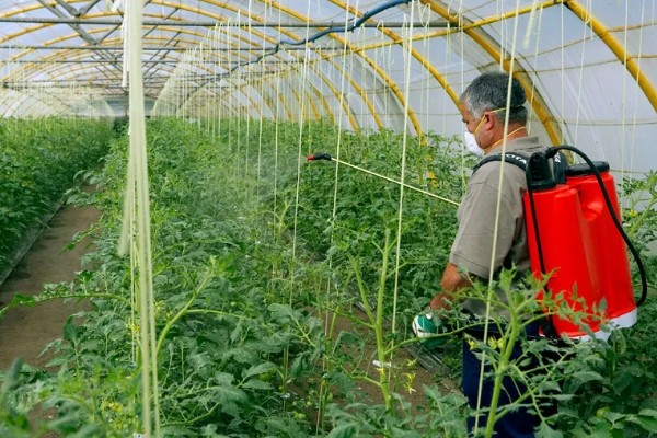 3月份适合种植什么蔬菜，适合种黄瓜、甜瓜、春四季豆等