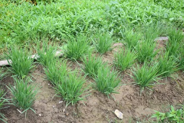 3月份适合种植什么蔬菜，适合种黄瓜、甜瓜、春四季豆等
