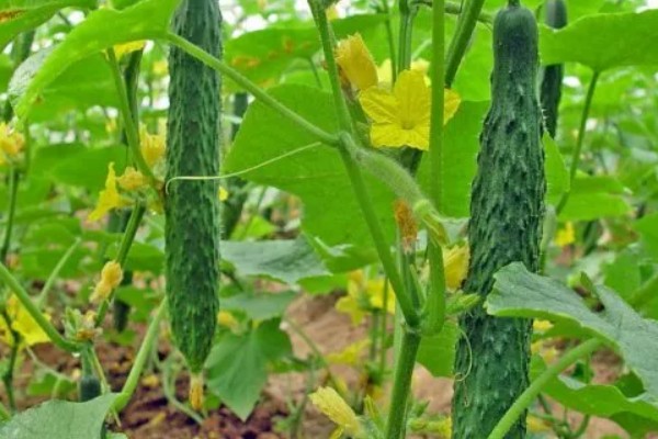 3月份适合种植什么蔬菜，适合种黄瓜、甜瓜、春四季豆等