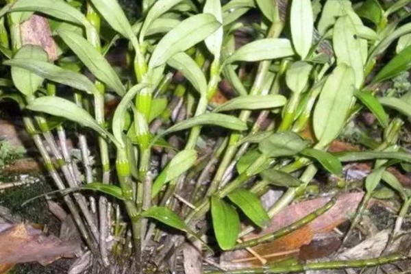 金钗石斛简介，是多年生草本植物