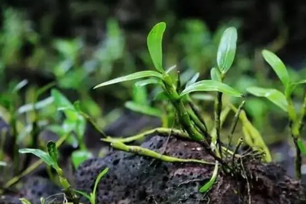 金钗石斛简介，是多年生草本植物