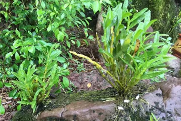 金钗石斛简介，是多年生草本植物