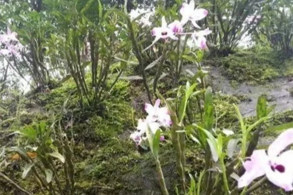 金钗石斛简介，是多年生草本植物
