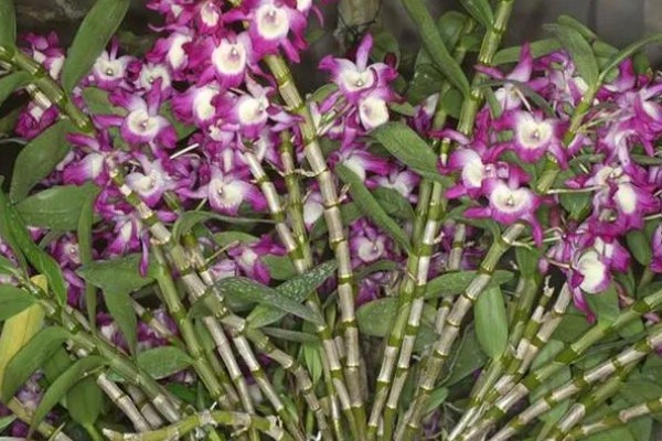 金钗石斛简介，是多年生草本植物