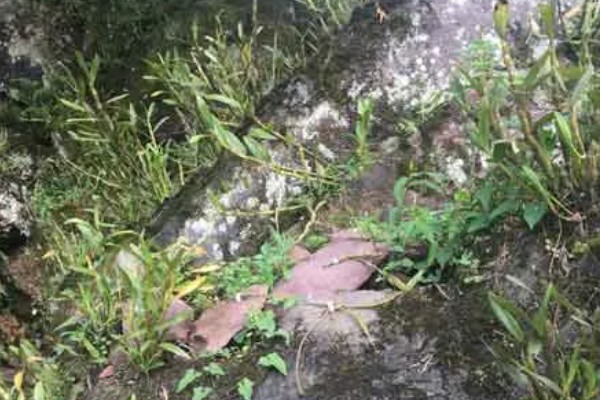 金钗石斛简介，是多年生草本植物