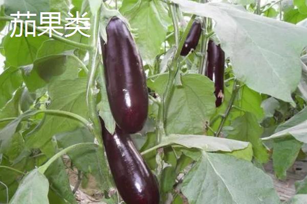 蔬菜的种类，分为茄果类、叶菜类等