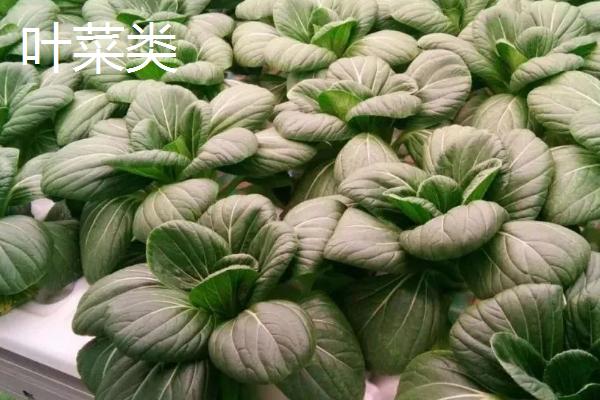 蔬菜的种类，分为茄果类、叶菜类等