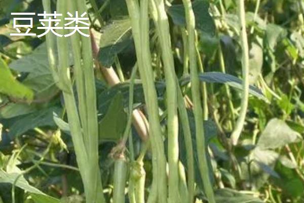 蔬菜的种类，分为茄果类、叶菜类等