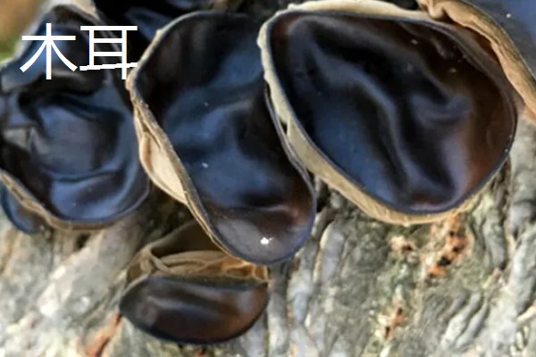 常见的蔬菜种类，有西兰花、木耳等