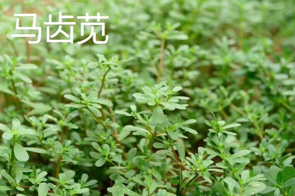 常见的蔬菜种类，有西兰花、木耳等