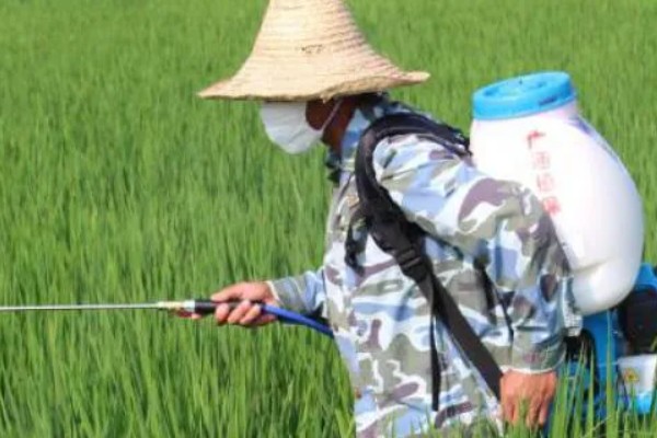 吡蚜酮的作用，可有效防治桃蚜、七星瓢虫等害虫