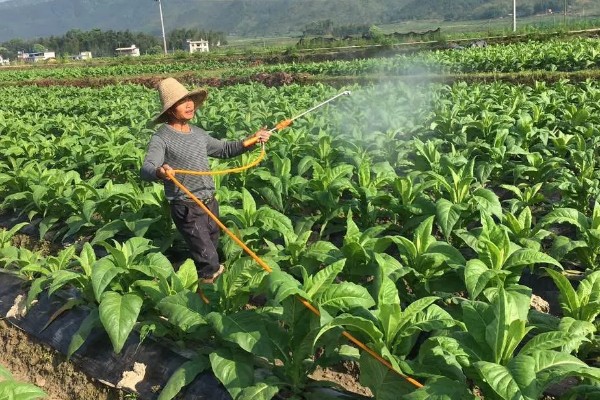 吡蚜酮的作用，可有效防治桃蚜、七星瓢虫等害虫