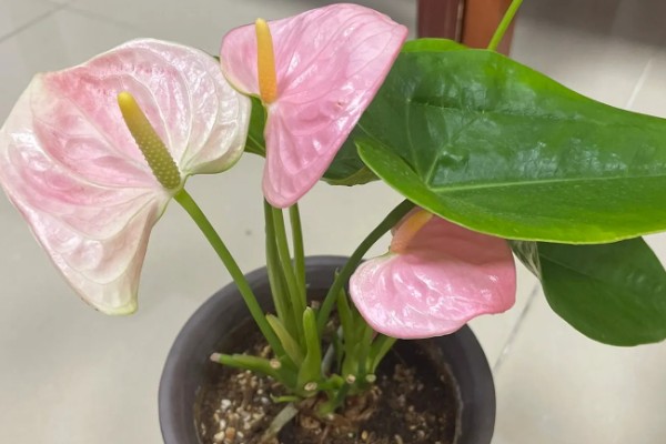 让粉掌更旺盛的方法，放在半阴处养护可让植株旺盛生长