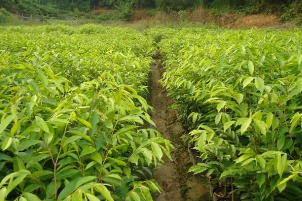 沉香树苗的生长条件，喜欢高温环境