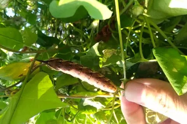 如何防治甘薯天蛾，冬季耕翻土壤可减少越冬虫源