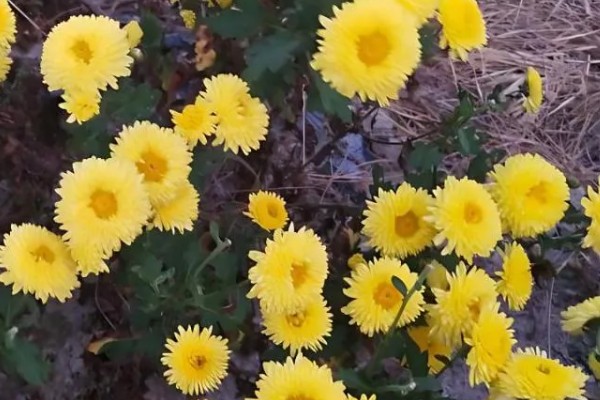 三九残花指的是哪种花，指的是菊花