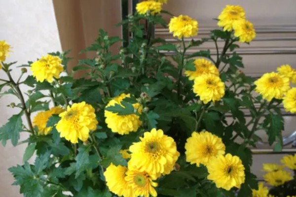 三九残花指的是哪种花，指的是菊花