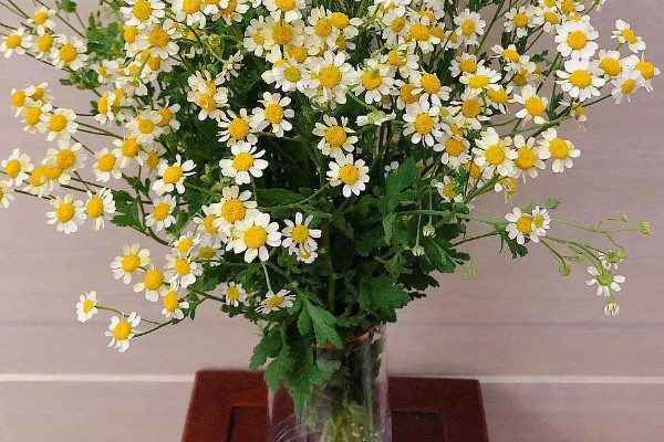 三九残花指的是哪种花，指的是菊花