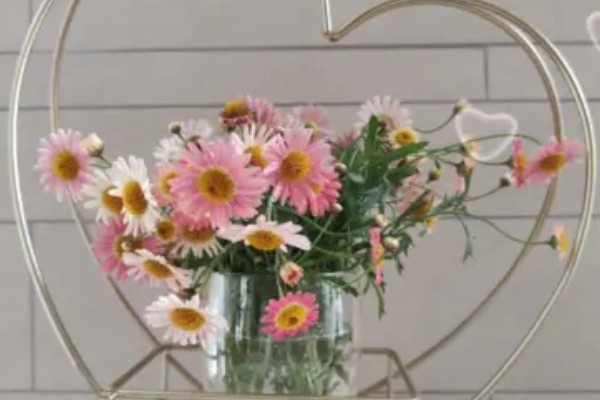 三九残花指的是哪种花，指的是菊花
