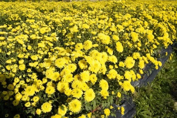 三九残花指的是哪种花，指的是菊花