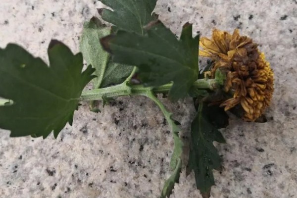 三九残花指的是哪种花，指的是菊花