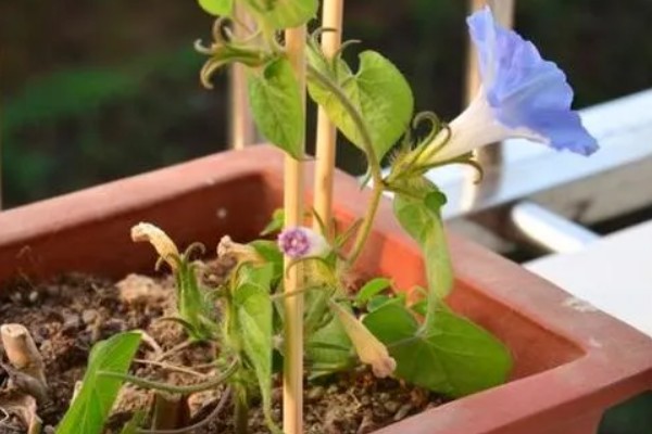 喇叭花的开放时间，主要集中在6-10月份