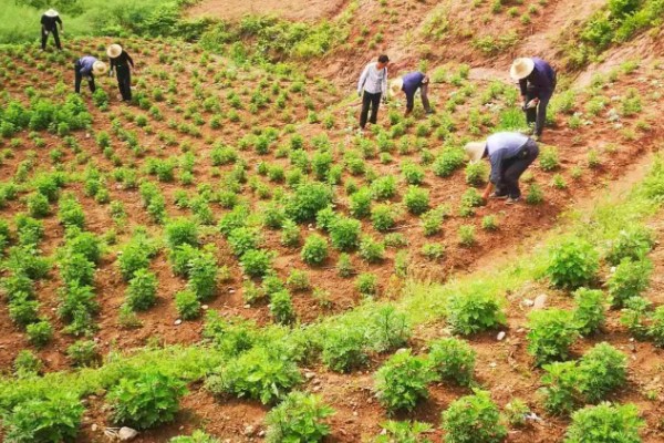 怎么种植艾草，苗高达到30厘米时追施尿素
