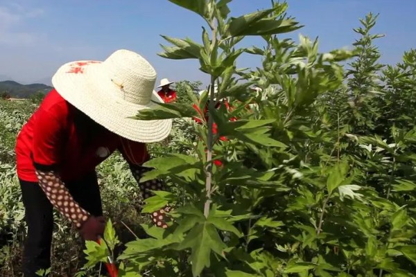 怎么种植艾草，苗高达到30厘米时追施尿素