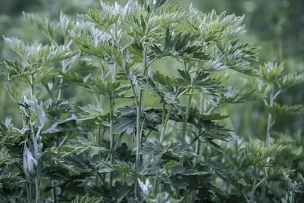 怎么种植艾草，苗高达到30厘米时追施尿素