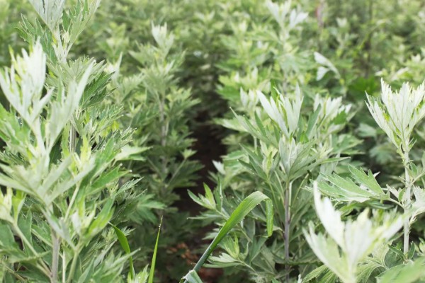 怎么种植艾草，苗高达到30厘米时追施尿素