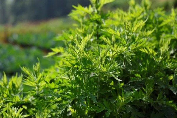 怎么种植艾草，苗高达到30厘米时追施尿素