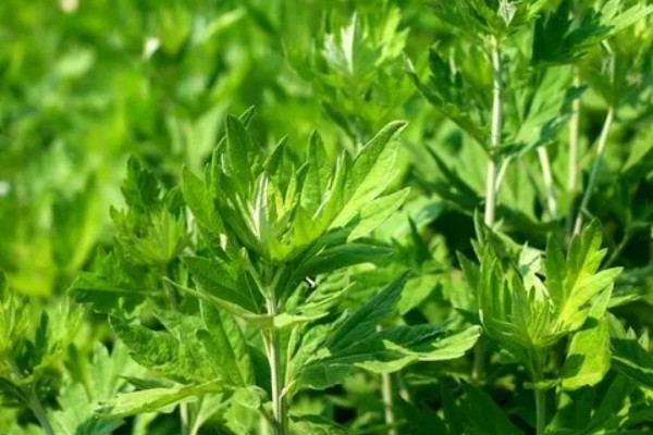 怎么种植艾草，苗高达到30厘米时追施尿素