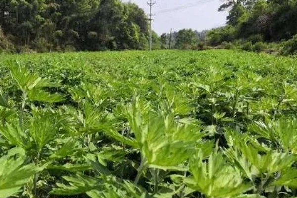 怎么种植艾草，苗高达到30厘米时追施尿素