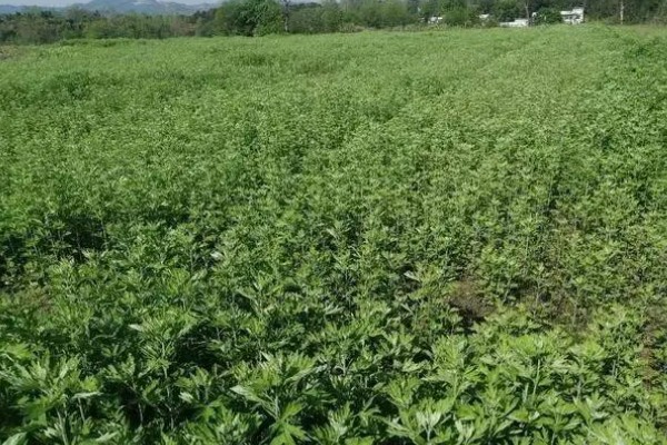 怎么种植艾草，苗高达到30厘米时追施尿素